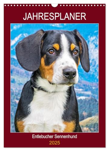 Jahresplaner Entlebucher Sennenhund (Wandkalender 2025 DIN A3 hoch), CALVENDO Monatskalender