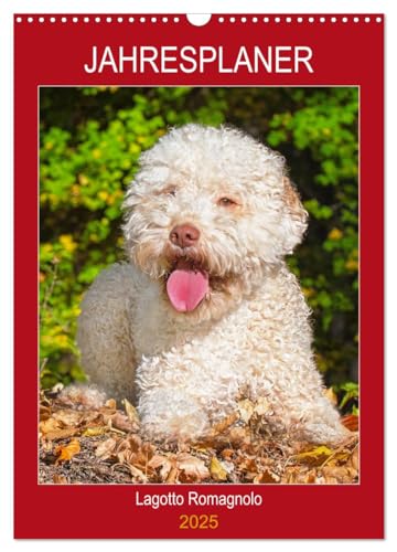 Jahresplaner Lagotto Romagnolo (Wandkalender 2025 DIN A3 hoch), CALVENDO Monatskalender