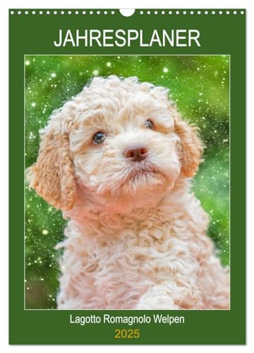Jahresplaner Lagotto Romagnolo Welpen (Wandkalender 2025 DIN A3 hoch), CALVENDO Monatskalender von CALVENDO