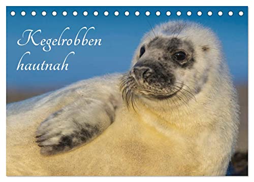 Kegelrobben hautnah (Tischkalender 2025 DIN A5 quer), CALVENDO Monatskalender von CALVENDO