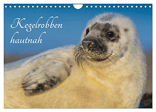 Kegelrobben hautnah (Wandkalender 2025 DIN A4 quer), CALVENDO Monatskalender von CALVENDO