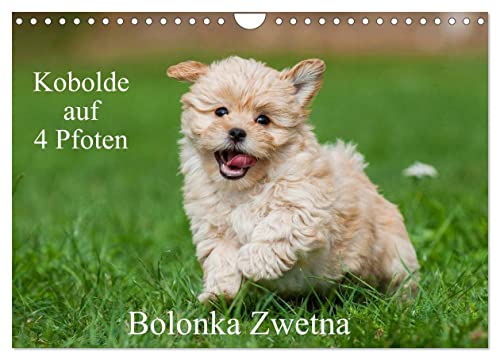 Kobolde auf 4 Pfoten - Bolonka Zwetna (Wandkalender 2025 DIN A4 quer), CALVENDO Monatskalender