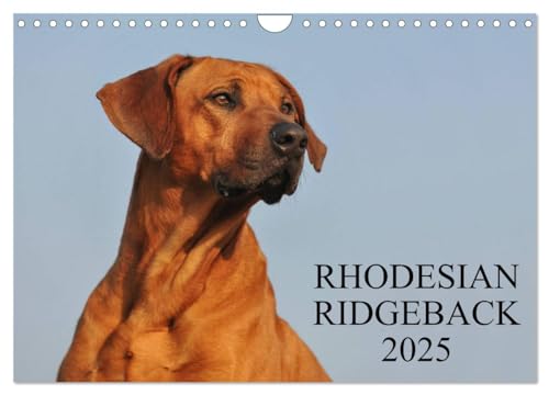Rhodesian Ridgeback 2025 (Wandkalender 2025 DIN A4 quer), CALVENDO Monatskalender