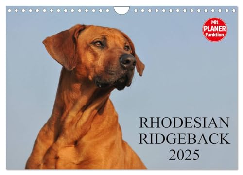 Rhodesian Ridgeback 2025 (Wandkalender 2025 DIN A4 quer), CALVENDO Monatskalender