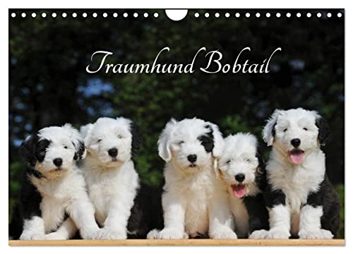 Traumhund Bobtail (Wandkalender 2025 DIN A4 quer), CALVENDO Monatskalender von CALVENDO