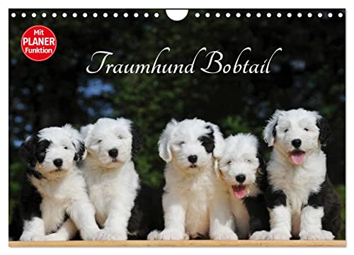 Traumhund Bobtail (Wandkalender 2025 DIN A4 quer), CALVENDO Monatskalender von CALVENDO