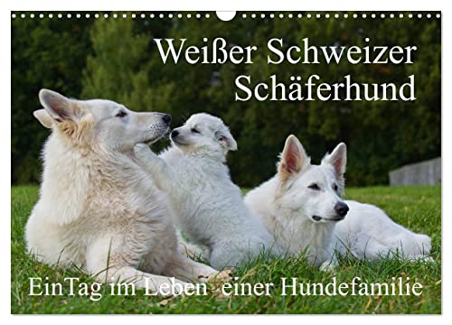 Weißer Schweizer Schäferhund - Ein Tag im Leben einer Hundefamilie (Wandkalender 2025 DIN A3 quer), CALVENDO Monatskalender von CALVENDO