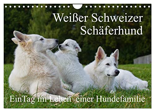 Weißer Schweizer Schäferhund - Ein Tag im Leben einer Hundefamilie (Wandkalender 2025 DIN A4 quer), CALVENDO Monatskalender
