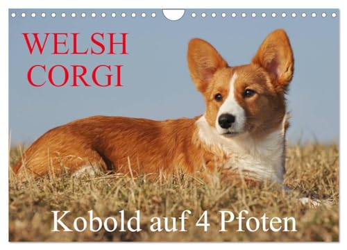 Welsh Corgi - Kobold auf 4 Pfoten (Wandkalender 2025 DIN A4 quer), CALVENDO Monatskalender: Welsh Corgi Pembroke und Cardigan in beiden ... von der Tierfotografin Sigrid Starick von CALVENDO
