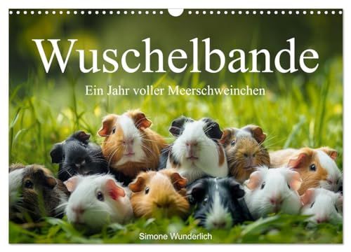 Wuschelbande - Ein Jahr voller Meerschweinchen (Wandkalender 2025 DIN A3 quer), CALVENDO Monatskalender von CALVENDO
