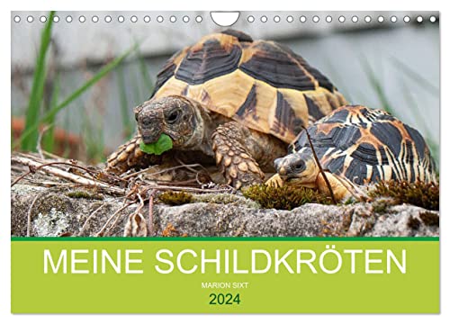 Meine Schildkröten (Wandkalender 2024 DIN A4 quer), CALVENDO Monatskalender