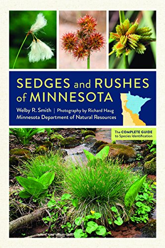 Sedges and Rushes of Minnesota: The Complete Guide to Species Identification von University of Minnesota Press