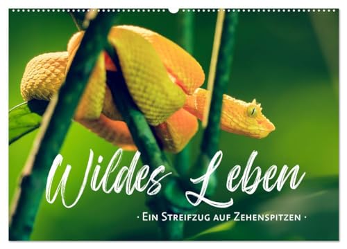 Wildes Leben - Ein Streifzug auf Zehenspitzen (Wandkalender 2025 DIN A2 quer), CALVENDO Monatskalender von CALVENDO