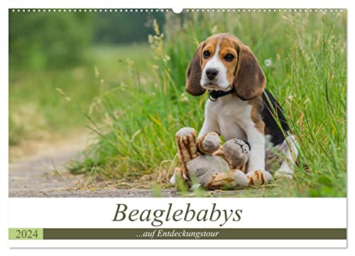 Beaglebabys auf Entdeckungstour (Wandkalender 2024 DIN A2 quer), CALVENDO Monatskalender