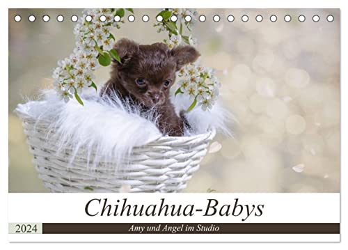 Chihuahua-Babys - Amy und Angel im Studio (Tischkalender 2024 DIN A5 quer), CALVENDO Monatskalender