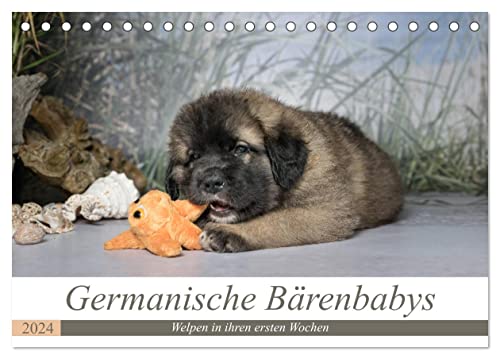 Germanische Bärenbabys (Tischkalender 2024 DIN A5 quer), CALVENDO Monatskalender von CALVENDO