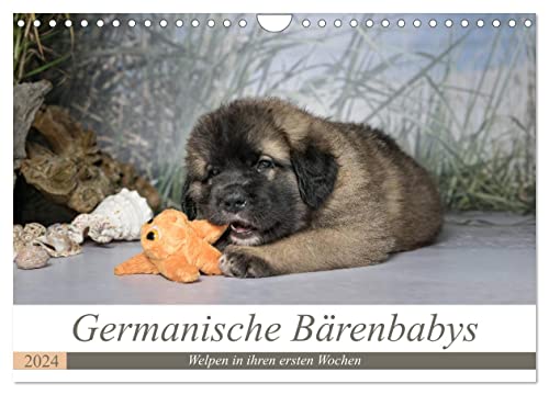 Germanische Bärenbabys (Wandkalender 2024 DIN A4 quer), CALVENDO Monatskalender von CALVENDO
