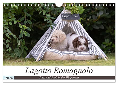 Lagotto Romagnolo - Spiel und Spaß in der Welpenzeit (Wandkalender 2024 DIN A4 quer), CALVENDO Monatskalender von CALVENDO
