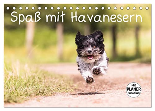 Spaß mit Havanesern (Tischkalender 2025 DIN A5 quer), CALVENDO Monatskalender von CALVENDO