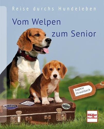 Vom Welpen zum Senior: Reise durchs Hundeleben