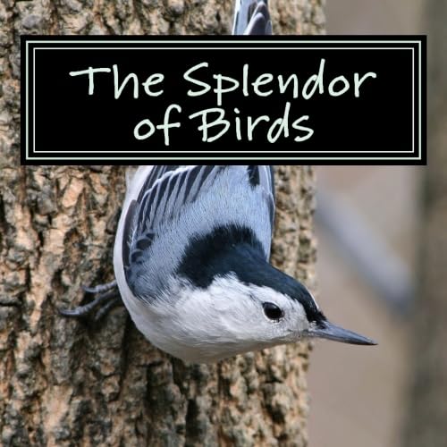The Splendor of Birds: A Picture Book for Seniors, Adults with Alzheimer's and Others (Picture Books for Seniors, Alzheimer's Patients, Adults with Reading Trouble and Others; A 'No Text' Book) von CreateSpace Independent Publishing Platform