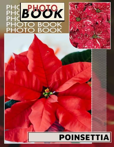 Poinsettia Photo Book: Beautiful Floral Imagery Featuring 40 Stunning Poinsettia Designs For Unique Gifts von Independently published