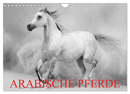 Arabische Pferde (Wandkalender 2024 DIN A4 quer), CALVENDO Monatskalender