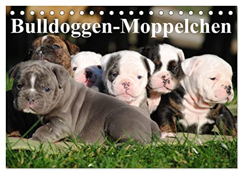Bulldoggen-Moppelchen (Tischkalender 2025 DIN A5 quer), CALVENDO Monatskalender von CALVENDO