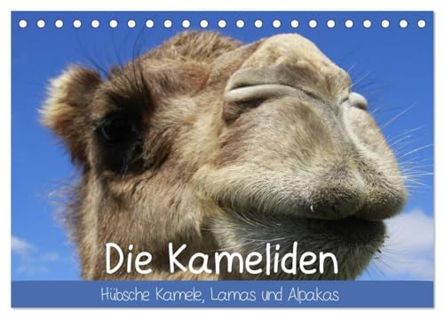 Die Kameliden. Hübsche Kamele, Lamas und Alpakas (Tischkalender 2025 DIN A5 quer), CALVENDO Monatskalender von CALVENDO