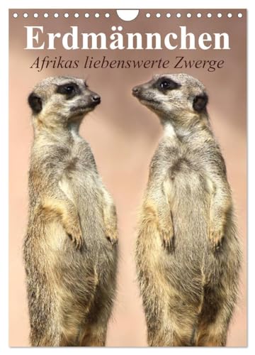 Erdmännchen - Afrikas liebenswerte Zwerge (Wandkalender 2024 DIN A4 hoch), CALVENDO Monatskalender: Die talentierten Bluffer und Buddler aus Südafrika