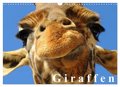 Giraffen/Geburtstagskalender (Wandkalender 2024 DIN A3 quer), CALVENDO Monatskalender