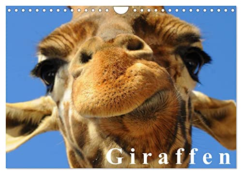 Giraffen/Geburtstagskalender (Wandkalender 2024 DIN A4 quer), CALVENDO Monatskalender von CALVENDO