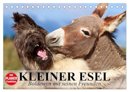 Kleiner Esel. Boldewyn mit seinen Freunden (Tischkalender 2025 DIN A5 quer), CALVENDO Monatskalender: Ein niedlicher Esel mit seinen Freunden von CALVENDO