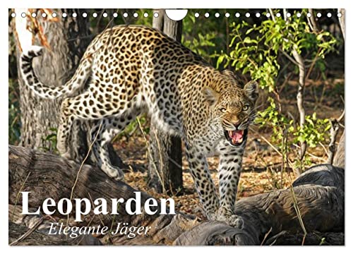 Leoparden. Elegante Jäger (Wandkalender 2025 DIN A4 quer), CALVENDO Monatskalender von CALVENDO