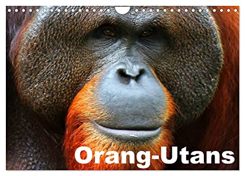 Orang-Utans (Wandkalender 2024 DIN A4 quer), CALVENDO Monatskalender von CALVENDO
