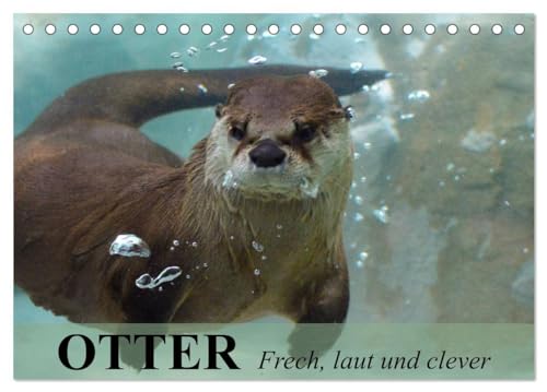 Otter. Frech, laut und clever (Tischkalender 2025 DIN A5 quer), CALVENDO Monatskalender: Putzige Räuber und echte Rabauken im und am Wasser von CALVENDO