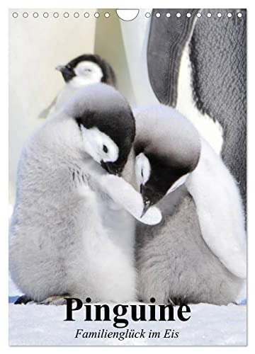 Pinguine. Familienglück im Eis (Wandkalender 2025 DIN A4 hoch), CALVENDO Monatskalender von CALVENDO