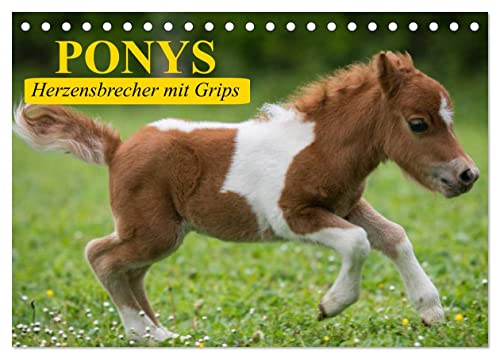Ponys. Herzensbrecher mit Grips (Tischkalender 2025 DIN A5 quer), CALVENDO Monatskalender von CALVENDO