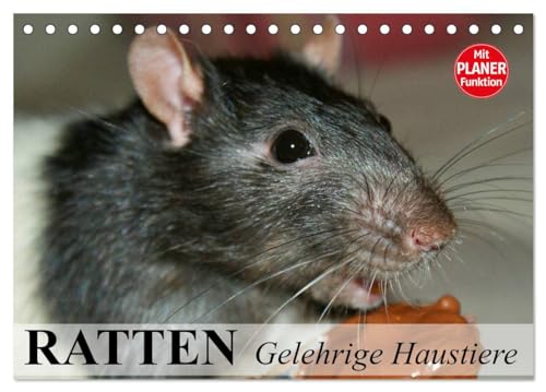 Ratten. Gelehrige Haustiere (Tischkalender 2024 DIN A5 quer), CALVENDO Monatskalender: Von der Wanderratte zum geliebten Kuscheltier von CALVENDO
