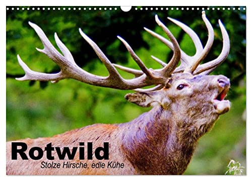 Rotwild. Edle Hirsche, stolze Kühe (Wandkalender 2024 DIN A3 quer), CALVENDO Monatskalender