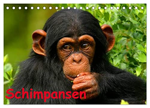 Schimpansen (Tischkalender 2024 DIN A5 quer), CALVENDO Monatskalender