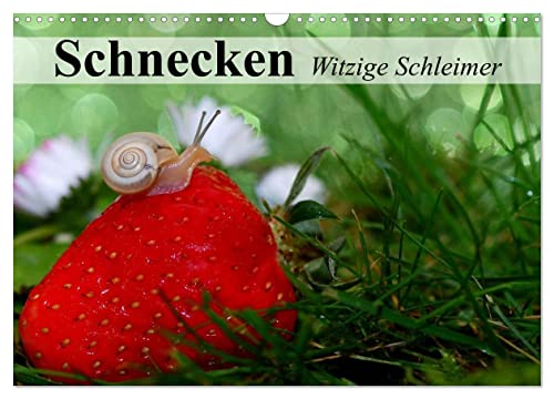 Schnecken. Witzige Schleimer (Wandkalender 2025 DIN A3 quer), CALVENDO Monatskalender von CALVENDO
