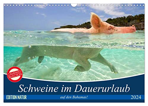 Schweine im Dauerurlaub auf den Bahamas! (Wandkalender 2024 DIN A3 quer), CALVENDO Monatskalender