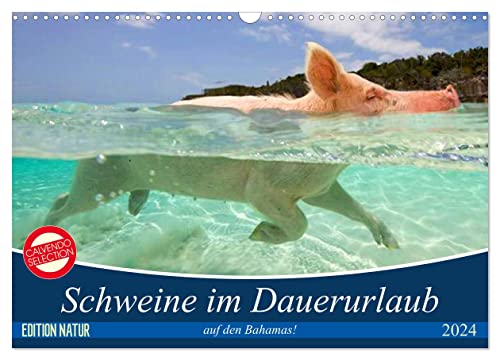 Schweine im Dauerurlaub auf den Bahamas! (Wandkalender 2024 DIN A3 quer), CALVENDO Monatskalender: Schwimmende Schweine auf den Exumas auf der Insel "Big Major Cay! (CALVENDO Tiere)