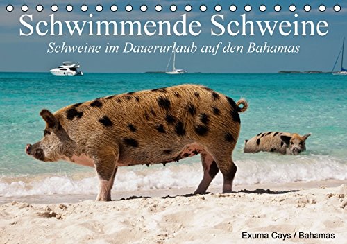 Schwimmende Schweine / Geburtstagskalender (Tischkalender immerwährend DIN A5 quer): Glückliche Schweine im Dauerurlaub auf den Bahamas ... [Kalender] [Oct 07, 2014] Stanzer, Elisabeth
