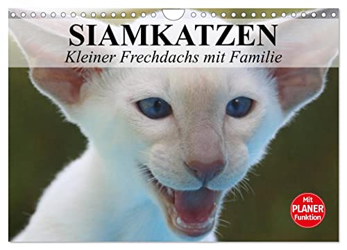 Siamkatzen - Kleiner Frechdachs mit Familie (Wandkalender 2024 DIN A4 quer), CALVENDO Monatskalender