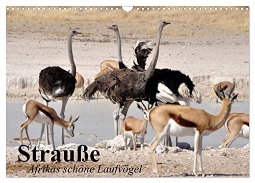 Strauße. Afrikas schöne Laufvögel (Wandkalender 2024 DIN A3 quer), CALVENDO Monatskalender