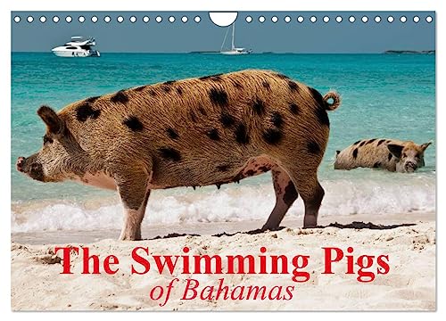 The Swimming Pigs of Bahamas (Wandkalender 2025 DIN A4 quer), CALVENDO Monatskalender von CALVENDO