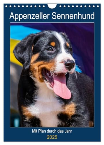 Appenzeller Sennenhund - Mit Plan durch das Jahr (Wandkalender 2025 DIN A4 hoch), CALVENDO Monatskalender: Der Appenzeller Sennenhund in wunderschönen Bildern vorgestellt von CALVENDO