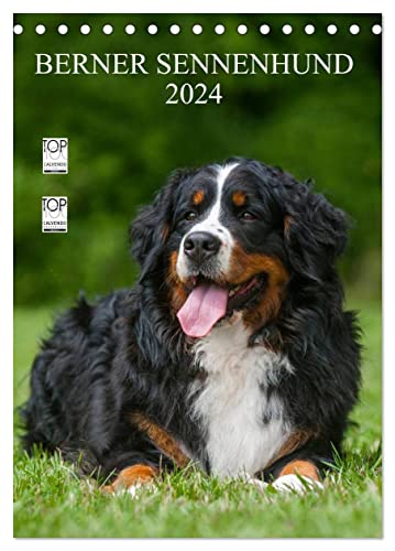 Berner Sennenhund 2024 (Tischkalender 2024 DIN A5 hoch), CALVENDO Monatskalender von CALVENDO